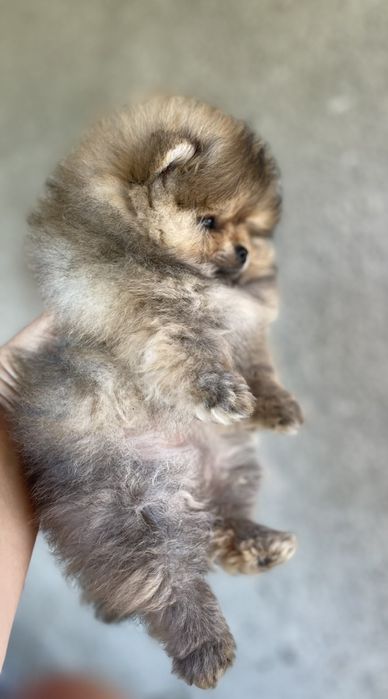 Померан мини