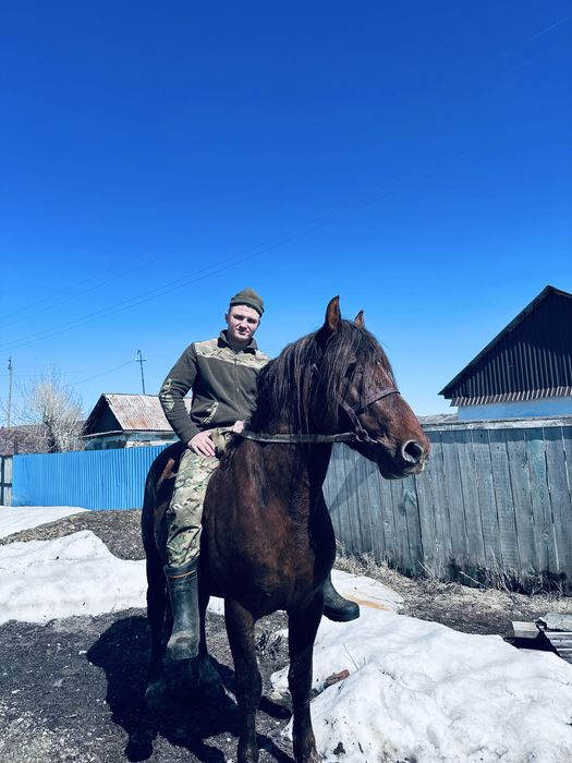Жеребец 6 лет полу тяж