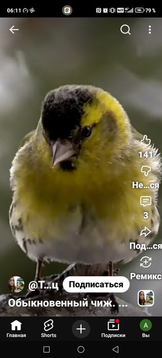 Продам птицу певчую