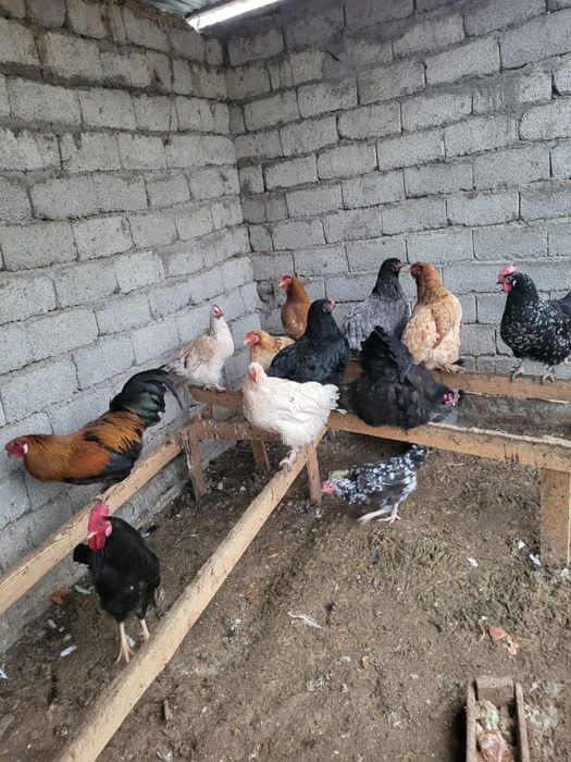 Тауык сатыладыыы