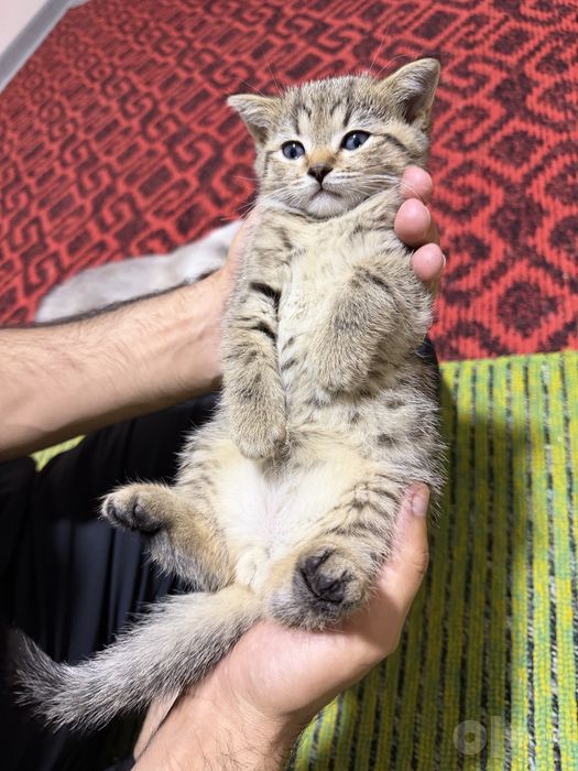 Британский Шиншила