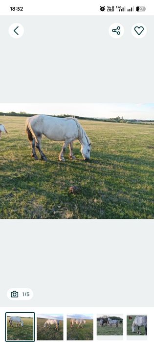 De vânzare 5 cai: Lipițani cu pedigree maestoso gestanta cu appaloosa  metis Frizian × Lipițan și iepe semigrele gestante cu belgian