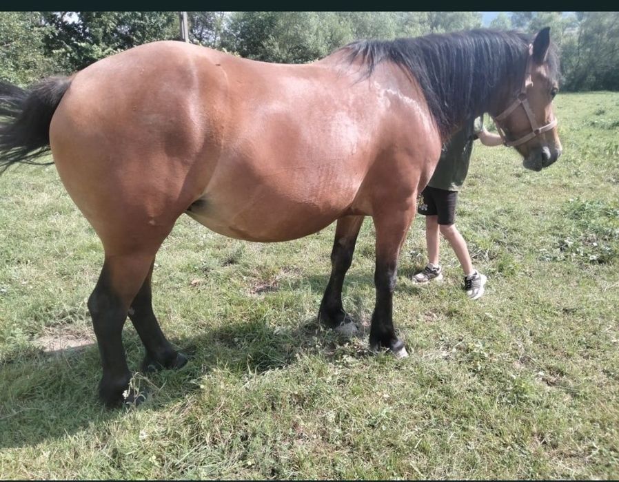 Vând iapă de 3 ani