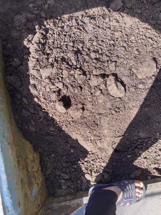 Gong mol Qoʻy gonglari