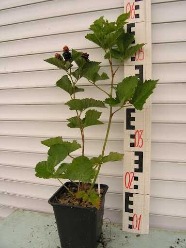 Ежавика кучатлари сотилади