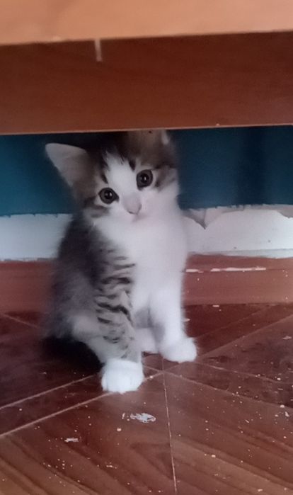 Котенок в добрые руки