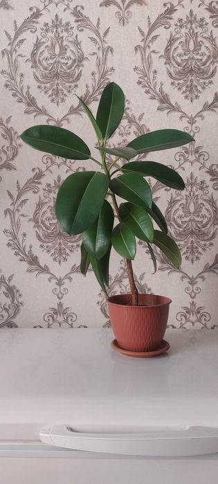 Прода цветок фикус