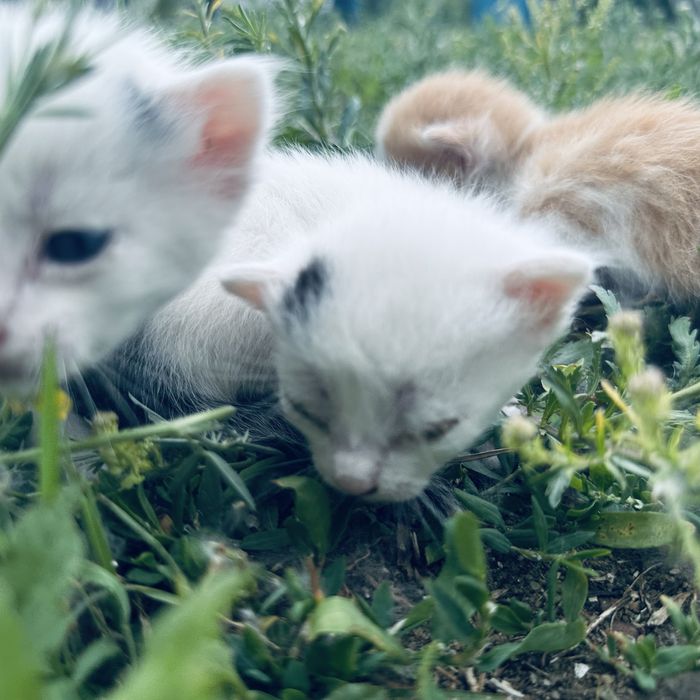 Котята бесплатно