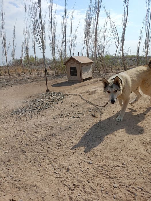 Щенки лайки и алабая
