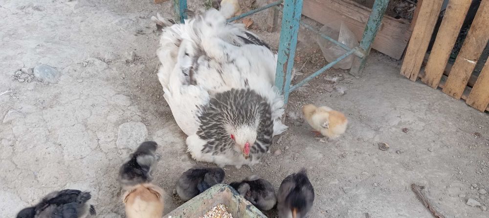 Брамма йапониски