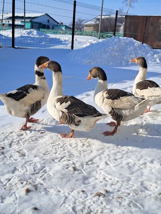 Продам гусей на развод.