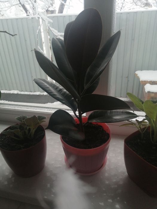 Продам фикус черный принц