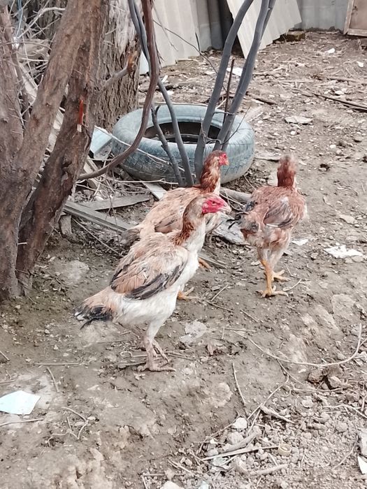 Дакан мекендер сатылад июнский