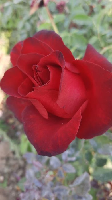 Саженцы роз 1000