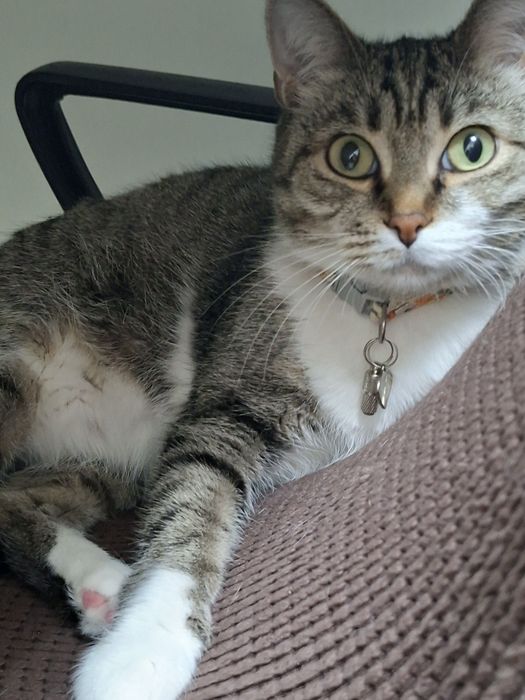 Отдам,кошку метиска 5лет.