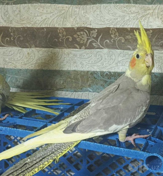Попугаи  кореллы домашние красавцы.