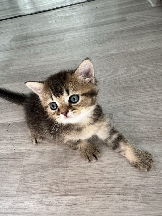 котята британские шиншиллы