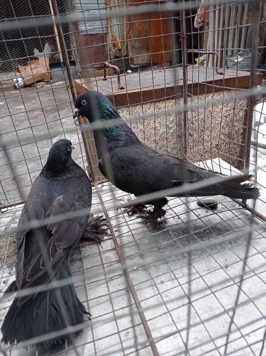 Голуби самки молодые