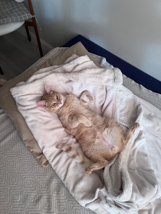 Рыжий кот, подросток