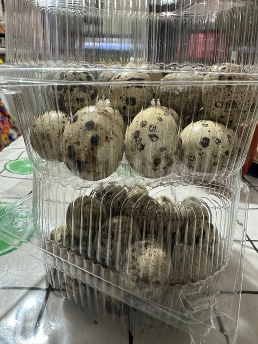 Яйцо перепелок, домашние