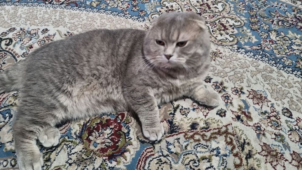 Scottish Fold sotiladi