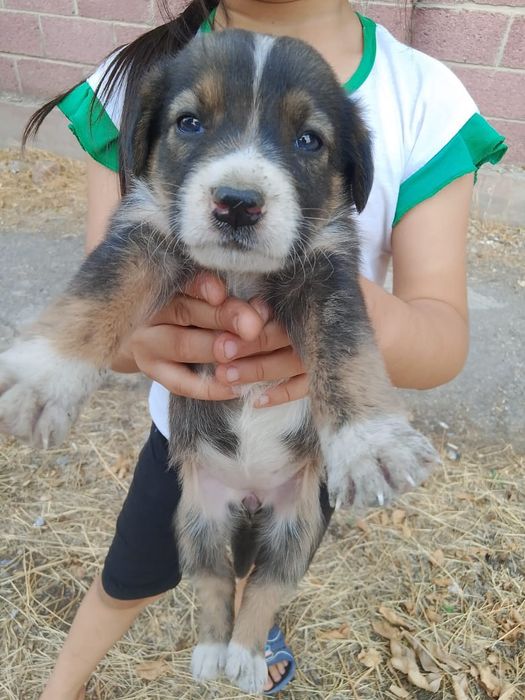 Щенки хорошие красивый