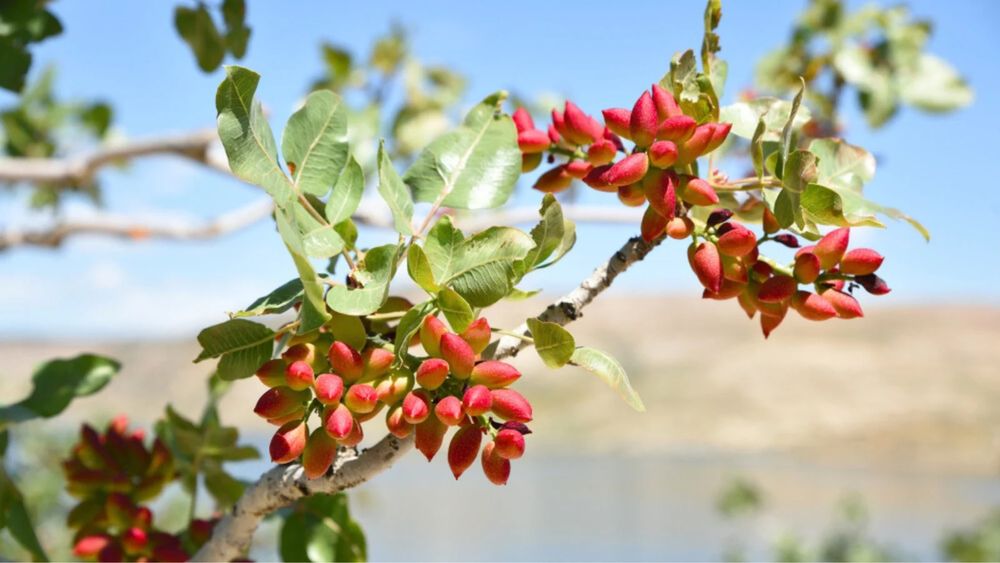 Pomi fructiferi exotici:  Fistic ( arborele de fistic )