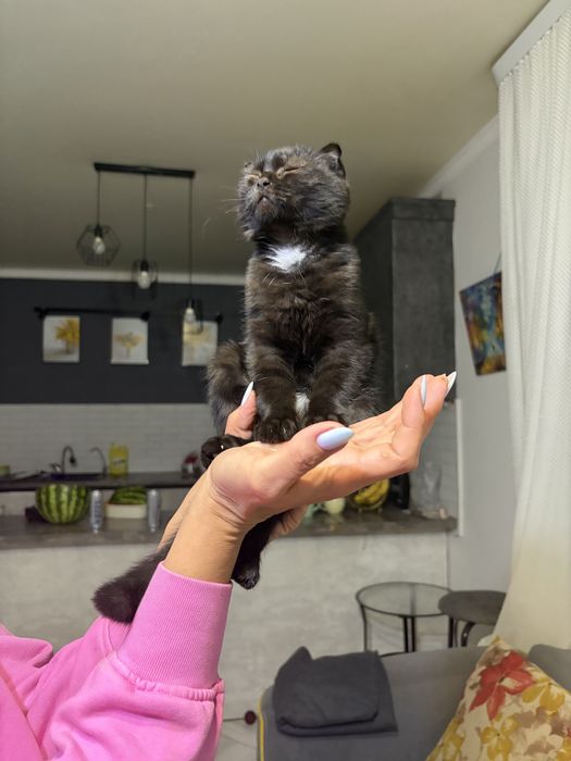 Котенок мальчик ищет дом