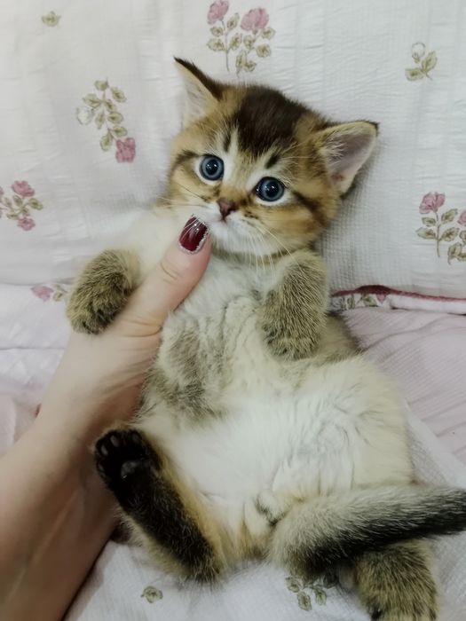 Золотые Шиншилы мальчики и девочки