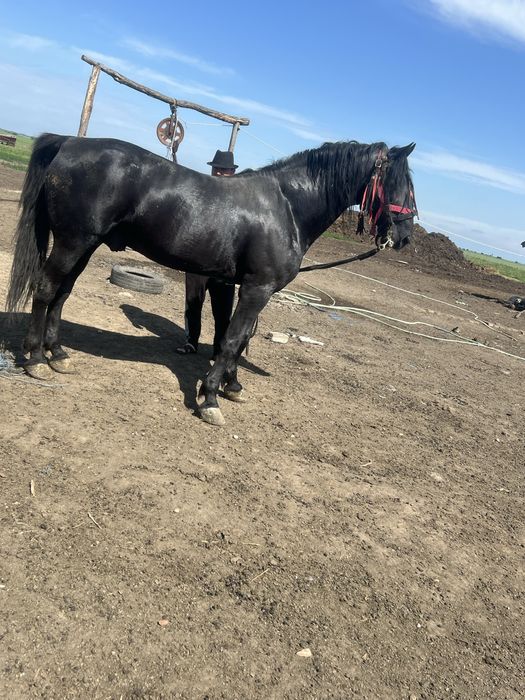 Vand cal calu are 8 ani