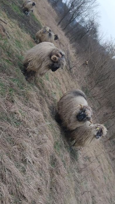 Se vând 2 berbecii Bucălăi