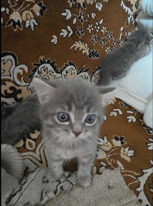 Продаются Шотландские котята
