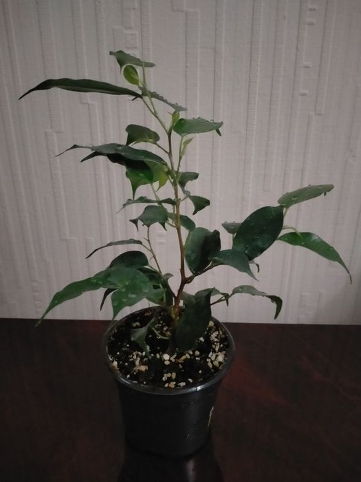 Продам отростки комнатных растений