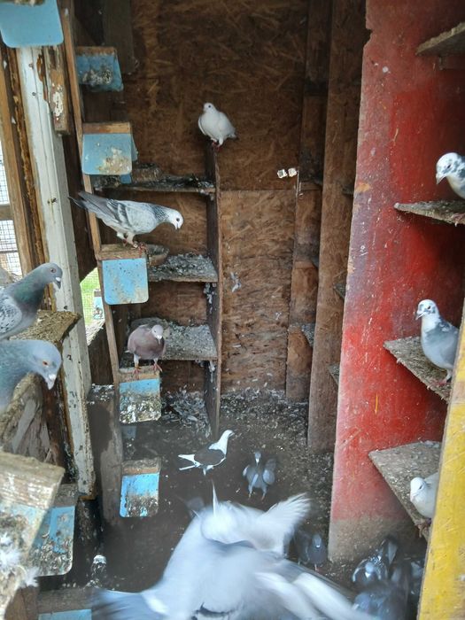 Vand porumbei voiajori