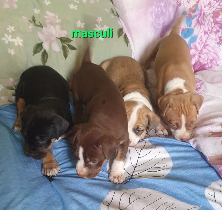 Amstaff pui dragalasi doar aici