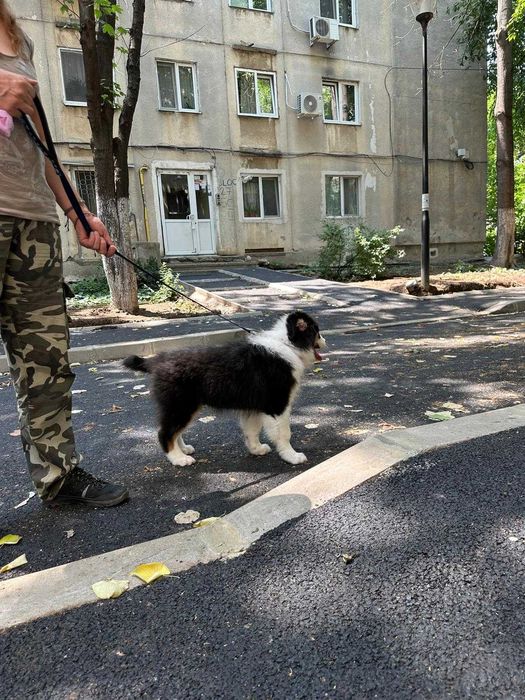 Pui catel ciobanesc australian de vanzare