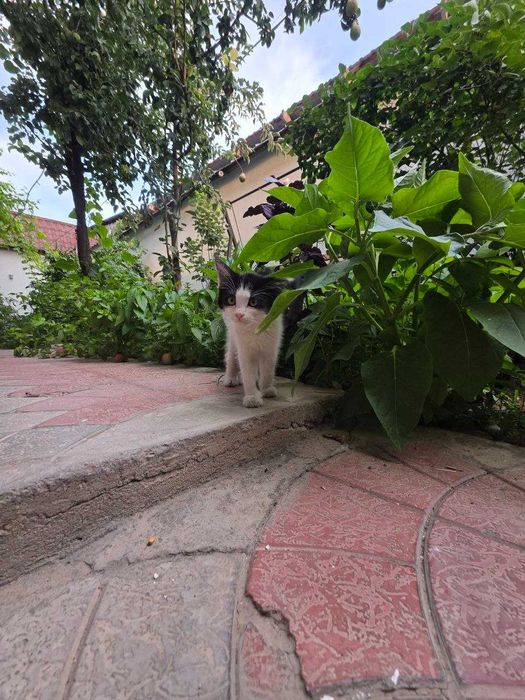 Котенок, Юнусабад, бесплатно