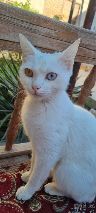 Кошка пародистая