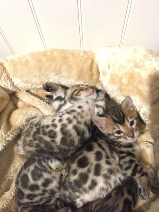Продам бенгальских котят