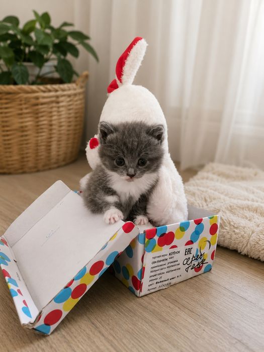 Отдам кошечку в добрые руки