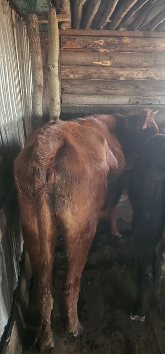 Продам быка и телочек полтарашки