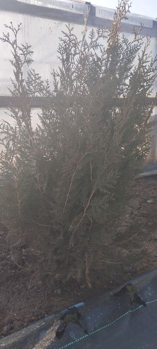 Продаются живые туи