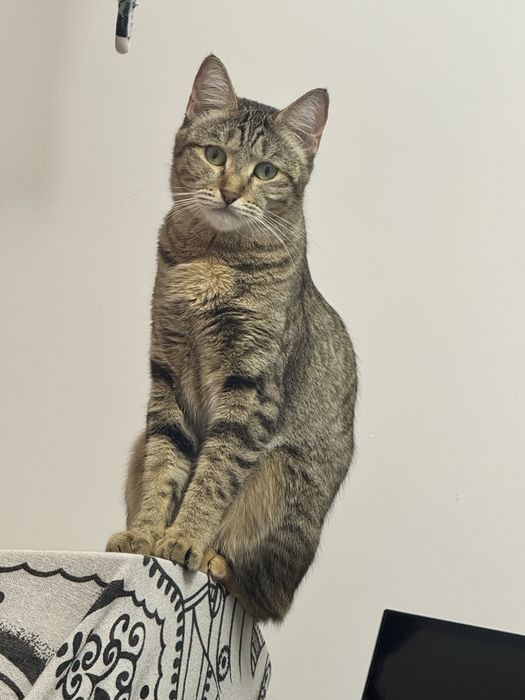 Кошка домашняя в добрые