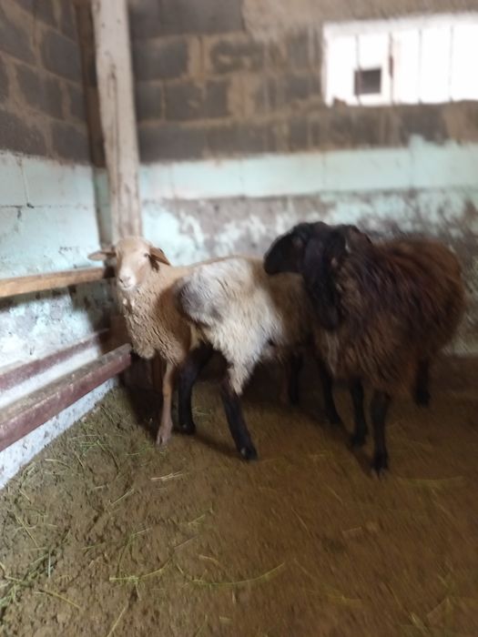 Продаем трёх барашек