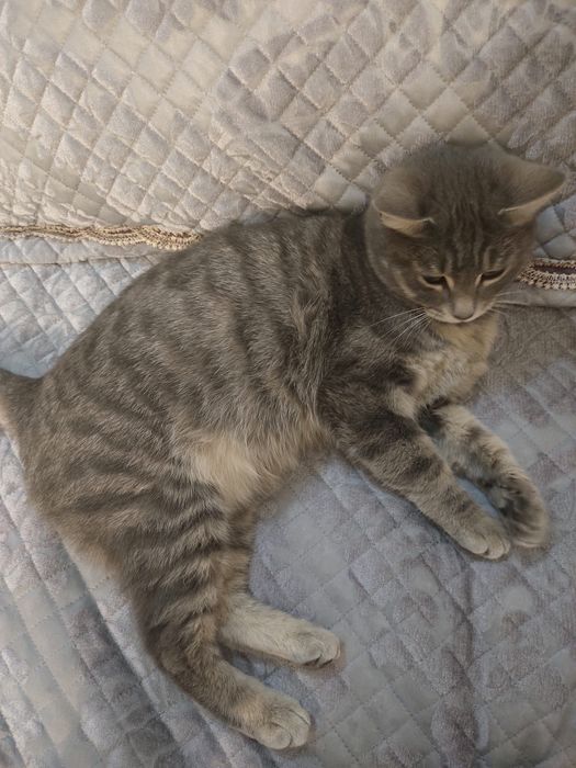 Кошка отдам бесплатно