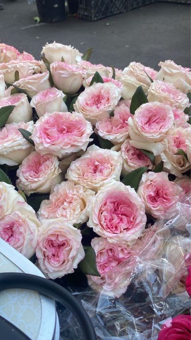 Розы оптом, белый, пинк, мандала, джумелия