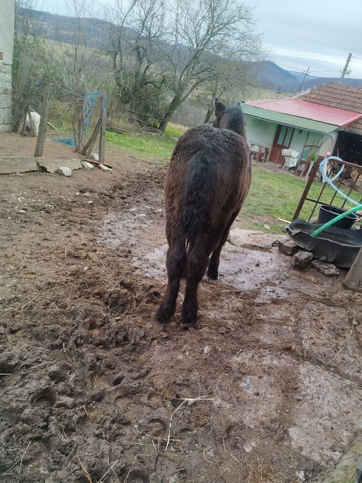 Mânză neagră grea de vânzare sau schimb pe vaci