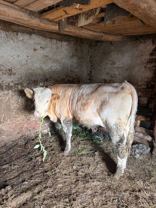 Tăuraș, rasa bălțată românească