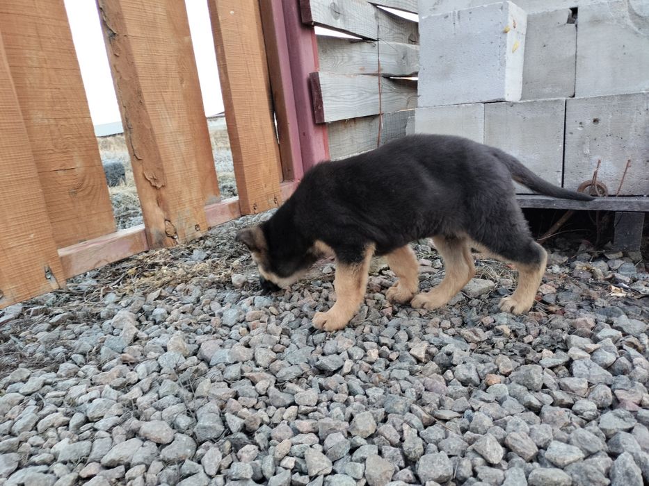 Щенки немецкой овчарки