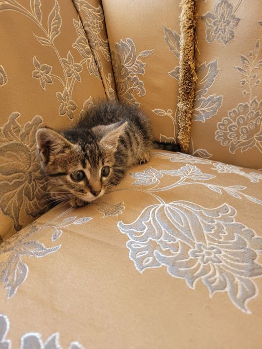Котёнка  в хорошие руки